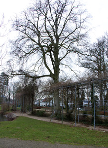 Beukeboom Proosdijpark