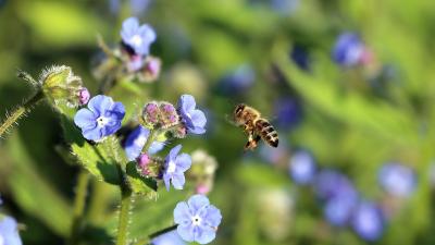 Biodiversiteit