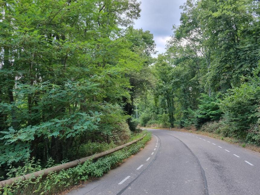 Bunderbos Slingerberg (foto: Staatsbosbeheer)