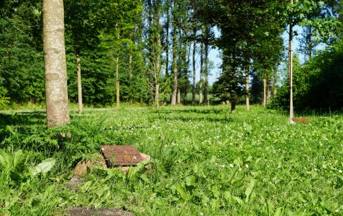 Herdenkingsbos (foto van Shutterstock. Herdenkingsbos Vijfhuizen)