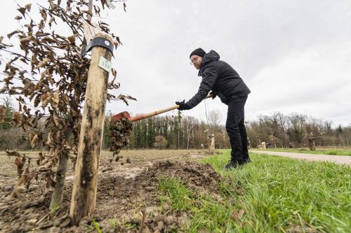 Herdenkingsbos - Bomen planten