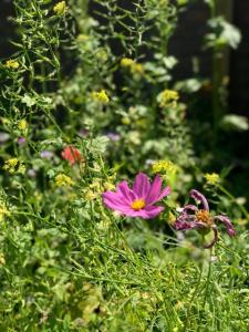 Meer bomen en biodiversiteit in Bunde Oost