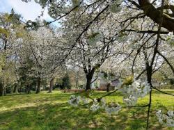 Snoeicursus Hoogstamfruitbomen