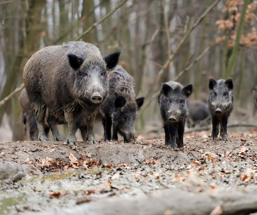 Wilde zwijnen