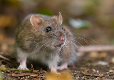 Overlast ratten