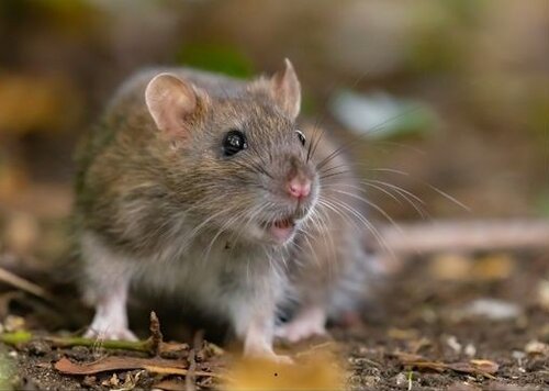 rat rat